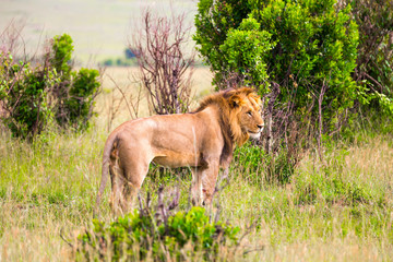 The lion is preparing for the hunt