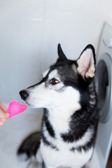 cute husky dog with different eye color plays with heart shaped candy