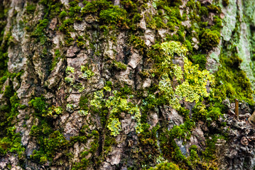 green moss on tree