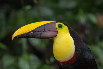 Swainson's toucan portrait on a branch near La Fortuna, Costa Rica 