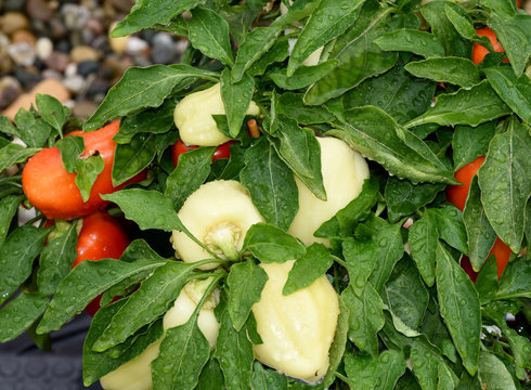 Topfpaprika, Capsicum annuum, Zorza