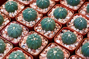 The potted plant nursery in the gardening shop