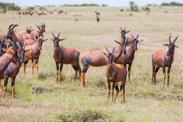 Naklejka na ściany i meble The flock of Tsessebe antelopes