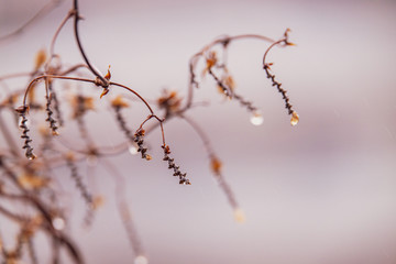 raindrops on a branch of a leafless tree in close-up in January