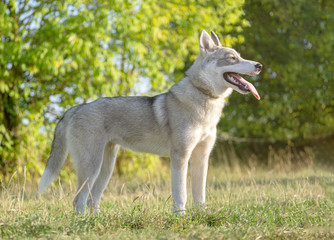Naklejka na ściany i meble Playful husky dog playing on the grass and showing her tongue