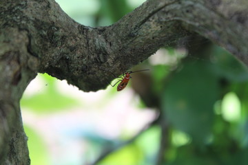 Obraz premium A view of a tree branch being eaten by a pest