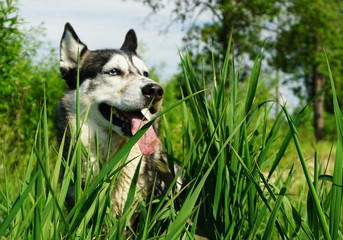 Joyful husky dog close-up in sedge thickets in summer.
