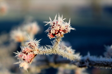 Knospen im Winter