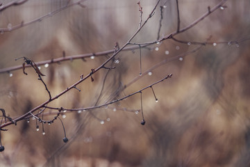 raindrops on a branch of a leafless tree in close-up in January