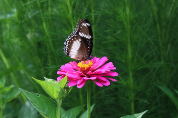 Beautiful butterflies perch on tropical flowers in bloom