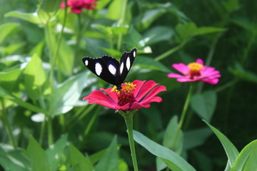 Fototapeta na wymiar Beautiful butterflies perch on tropical flowers in bloom