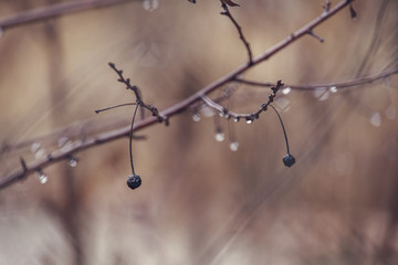 raindrops on a branch of a leafless tree in close-up in January