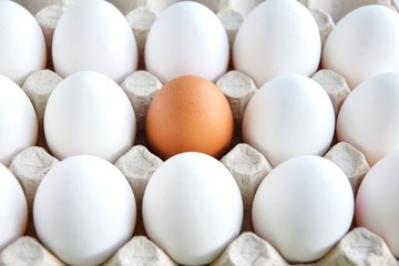 Row of white chicken eggs with one brown egg in cardboard container. healthy protein breakfast. Fresh organic chicken eggs with selective focus. Egg box. Easter preparation. Raw eggs