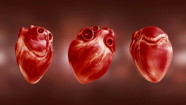 3 view. Anatomy of the heart. 3D rendering animation of a beating human heart with alpha channel.