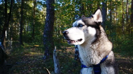 Beautiful serious husky dog close-up in the coniferous forest in summer.