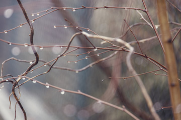 raindrops on a branch of a leafless tree in close-up in January