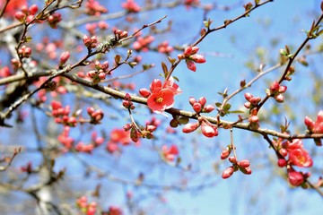 branch of wild apple tree with flowers