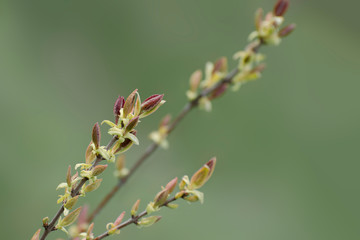 Willow branch with young leaves on a soft background. Symbol of Easter. Palm Sunday.