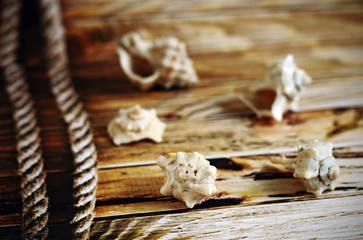  A handful of sea shells on background