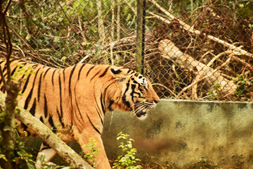 tiger in zoo