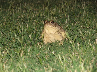 toad in the grass