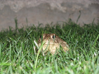 frog in the grass