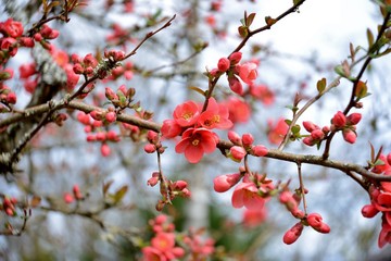 branch of a wild apple tree with red flowers