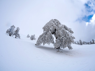 Fir trees covered with snow in a ski resort