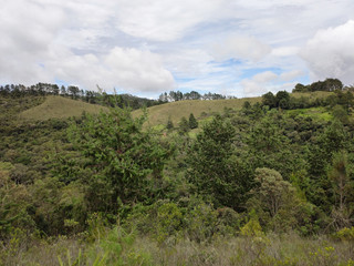 Fototapeta premium Natureza