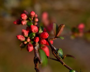 branch of a wild apple tree with buds