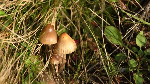 Psilocybe semilanceata mushrooms