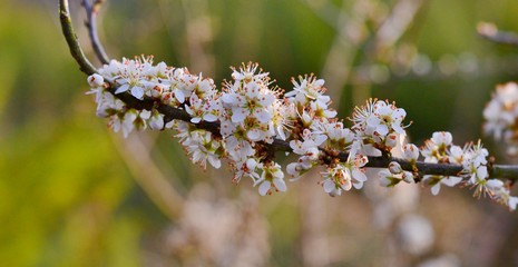 branche with white blossom, selective focus