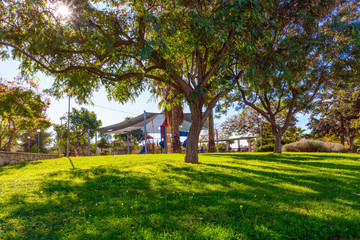 Sunny morning in shady park