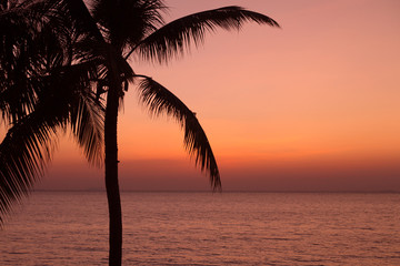 Fototapeta na wymiar Palm tree silhouette on sunset background at the sea. Tropical evening.