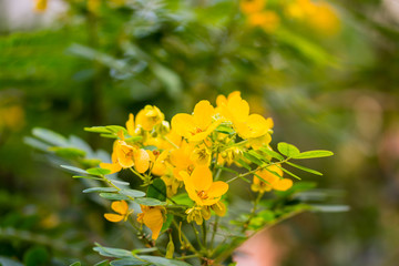 Yellow flower of Cassia surattensis, a genus of flowering plants in the legume family, Fabaceae, and the subfamily Caesalpinioideae