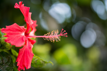 Hibiscus rosa-sinensis, or Chinese hibiscus, China rose, Hawaiian hibiscus, rose mallow, a species of tropical hibiscus, a flowering plant in the Hibisceae tribe of the family Malvaceae