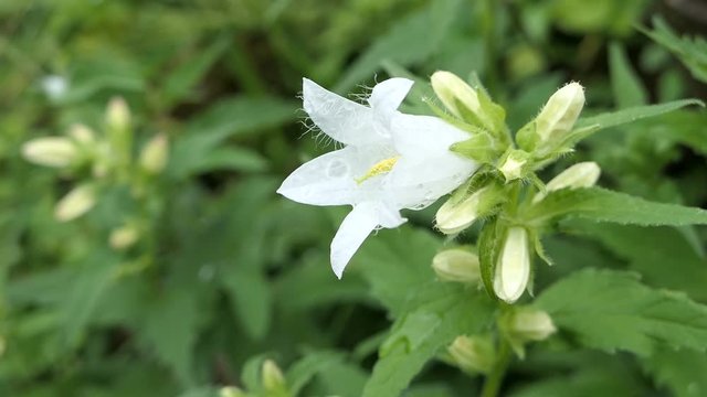white clustered bellflower (Campanula glomerata alba) growing in zillertal valley alps.