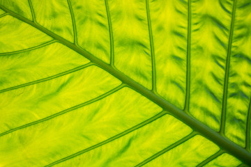 Detailes of leaves of Colocasia gigantea, also called giant elephant ear or Indian taro.
