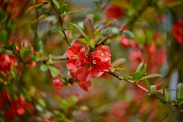 branch of wild apple tree with red flowers
