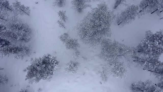 Aerial shoot of snow covered evergreen trees after a winter blizzard