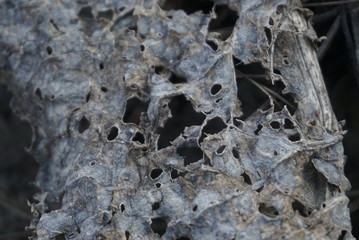 old rotten leaves of plants
