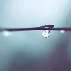 Water drop on the thin branch, macro photo in blue fog.