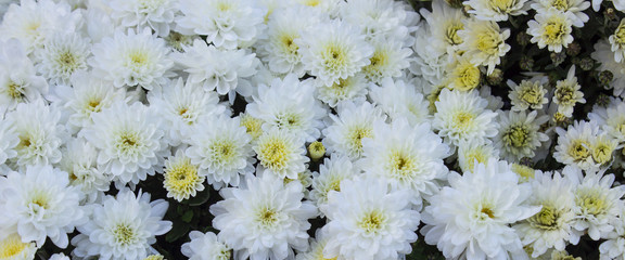 White daisy flower. Flower in garden at sunny summer or spring day. Flower for postcard beauty...