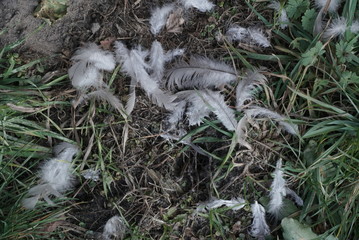 Feathers of birds on the grass 