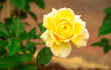 Beautiful fresh yellow rose with green leaves and blurred background in the garden.