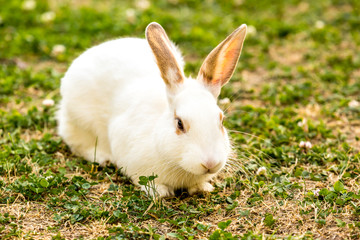 Close up image of cute little white rabbit (Oryctolagus cuniculus) sitting on the green grass
