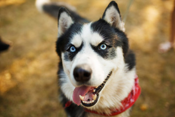 Portrait of gorgeous dog breeds husky in summer day