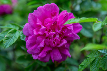 Close-up of a rose flower on a background of green leaves
