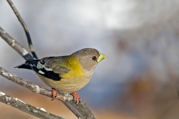 Female Evening Grosbeak, Coccothraustes vespertinus