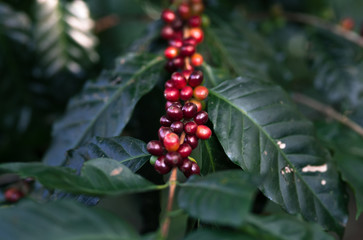 Fresh red coffee red cherry coffee bean in hands